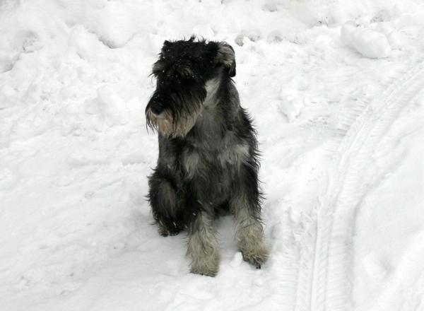 10.02.2006 Enzo im Schnee